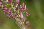 Osceola's plume <BR>Death camas <BR>Crow poison